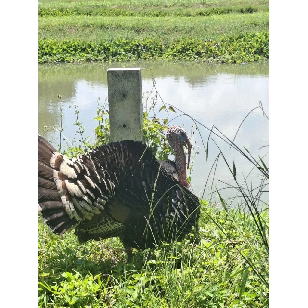 ไข่เชื้อไก่งวง (อังกฤษ: Turkey) แบบสวยๆเป็นไก่เลี้ยงสวยงาม กินไข่ได้กินเนื้อได้ อร่อยมาก ภาพที่ 3