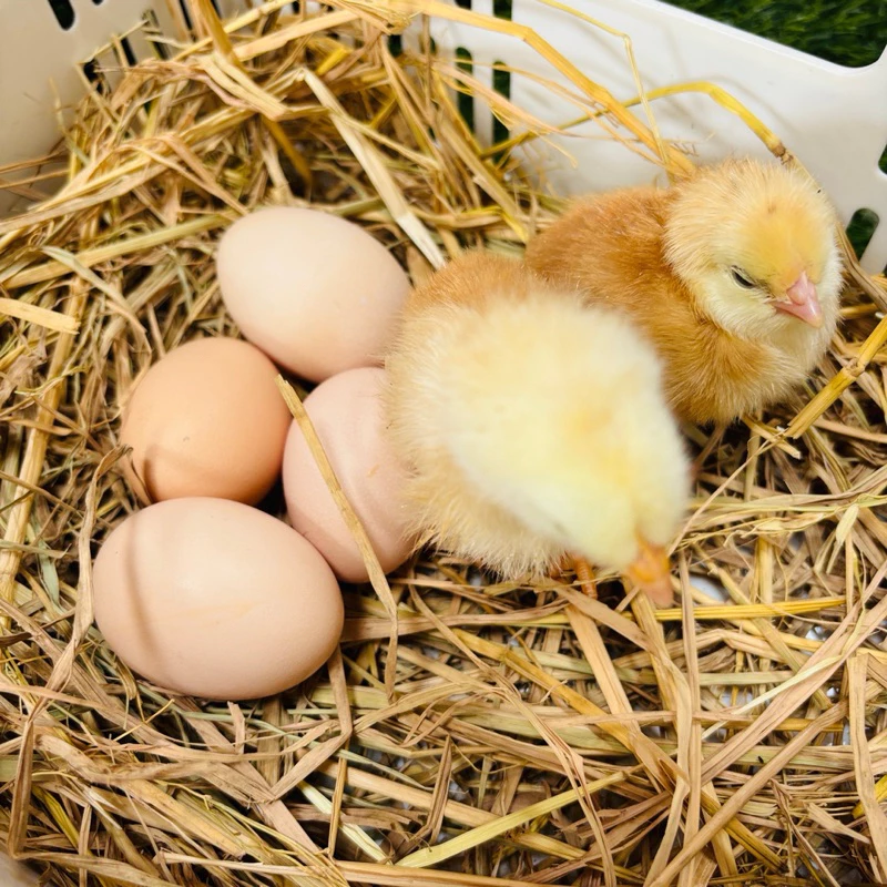 ไข่เชื้อ ไก่ไข่โรดไอแลนด์เรด สายพันธุ์แท้ ภาพที่ 2