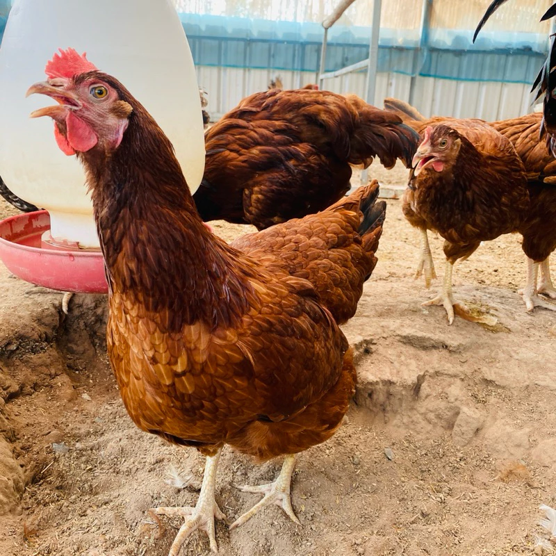 ไข่เชื้อ ไก่ไข่โรดไอแลนด์เรด สายพันธุ์แท้ ภาพที่ 5