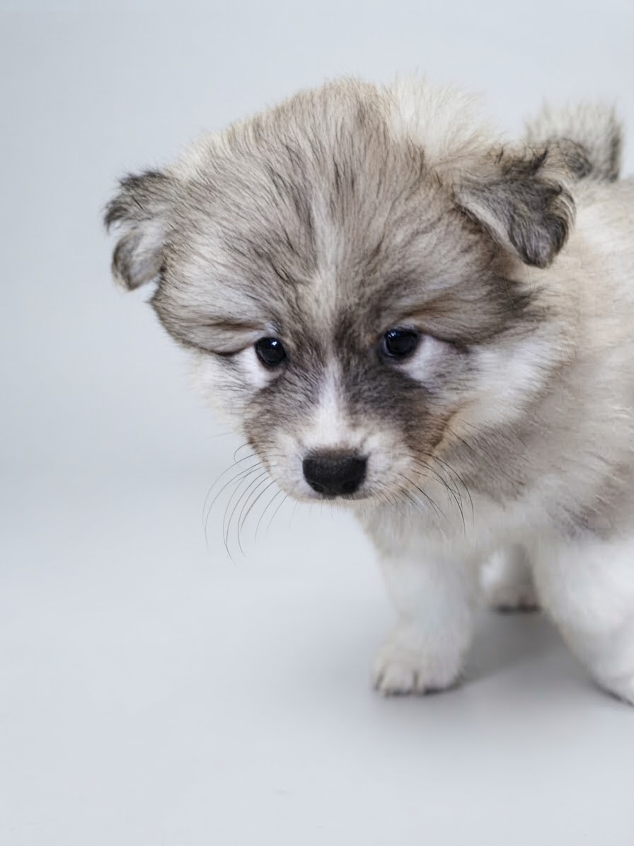 Pumpkin F1 Pomsky Puppy ภาพที่ 2