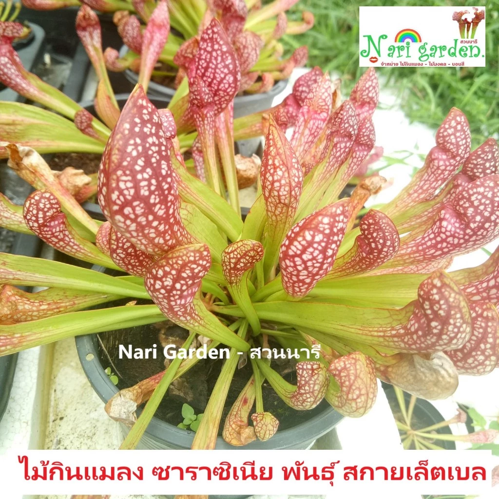 ต้นซาราซิเนีย พันธุ์ สกาเล็ตเบล (Sarracenia x Scaret belle) (ส่งทั้งกระถาง 3 - 8 นิ้ว) ไม้กินแมลง ใบกระเปราะสวย ชอบแดด ภาพที่ 2
