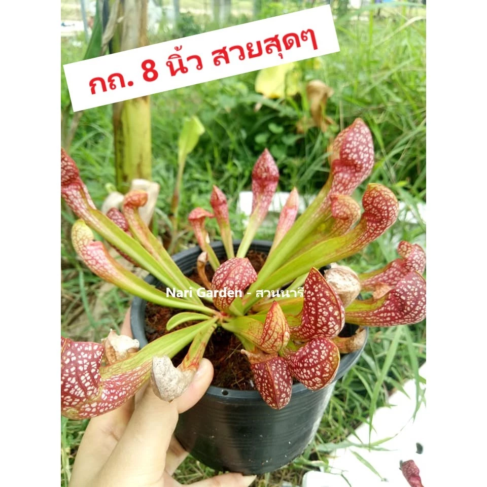 ต้นซาราซิเนีย พันธุ์ สกาเล็ตเบล (Sarracenia x Scaret belle) (ส่งทั้งกระถาง 3 - 8 นิ้ว) ไม้กินแมลง ใบกระเปราะสวย ชอบแดด ภาพที่ 3