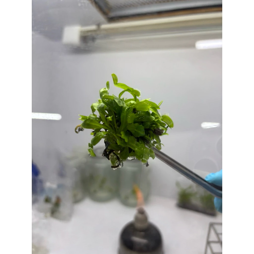 ไม้เนื้อเยื่อ กินแมลง กาบหอยแครง (Venus Flytrap) ภาพที่ 2