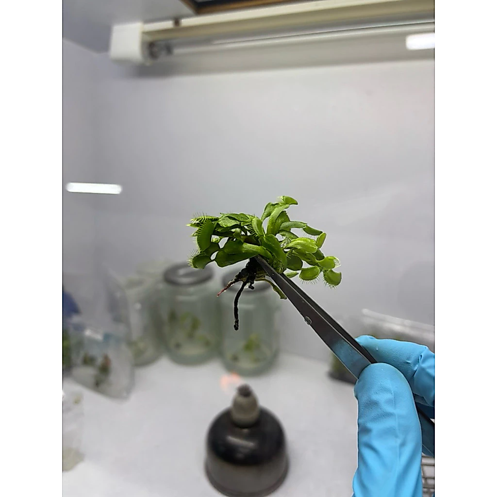 ไม้เนื้อเยื่อ กินแมลง กาบหอยแครง (Venus Flytrap) ภาพที่ 3