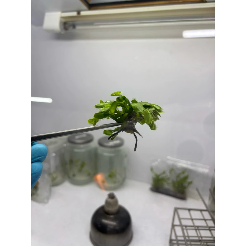 ไม้เนื้อเยื่อ กินแมลง กาบหอยแครง (Venus Flytrap) ภาพที่ 4