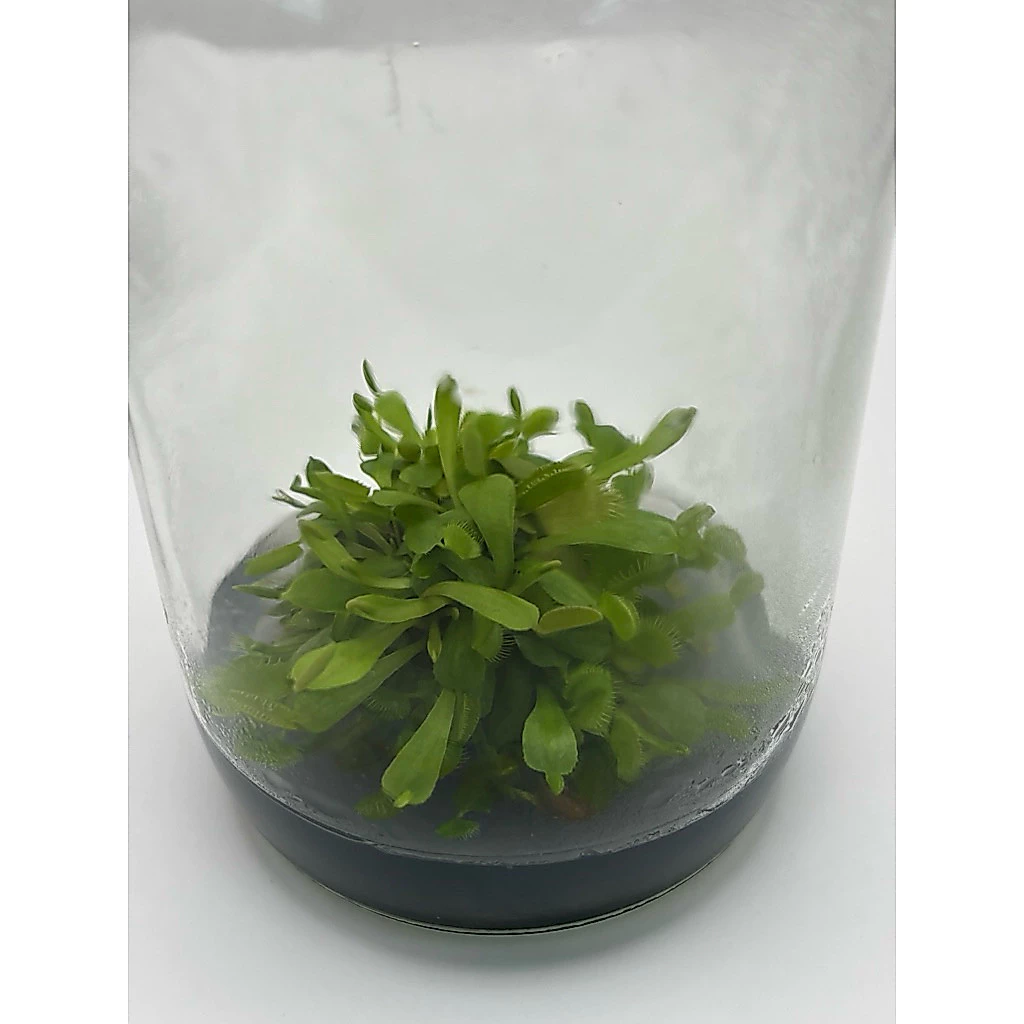 ไม้เนื้อเยื่อ กินแมลง กาบหอยแครง (Venus Flytrap) ภาพที่ 5
