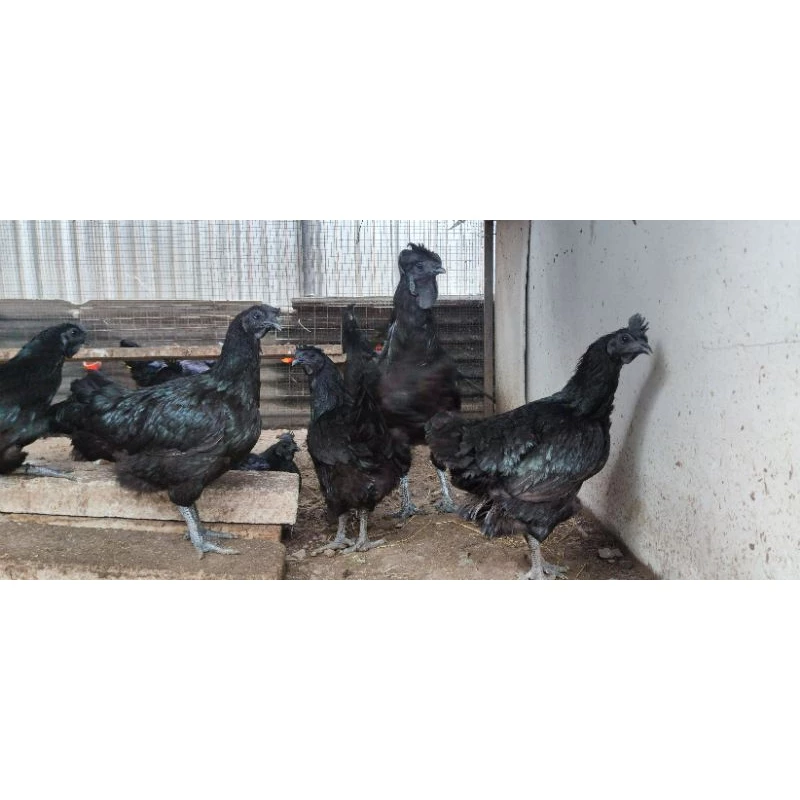 ไข่เชื้อไก่ดำอินโดจีน ดำสะใจ ตัวใหญ่ ไข่ดก สำหรับฟักในตู้ฟัก แพ็คละ 4 ใบ ภาพที่ 3