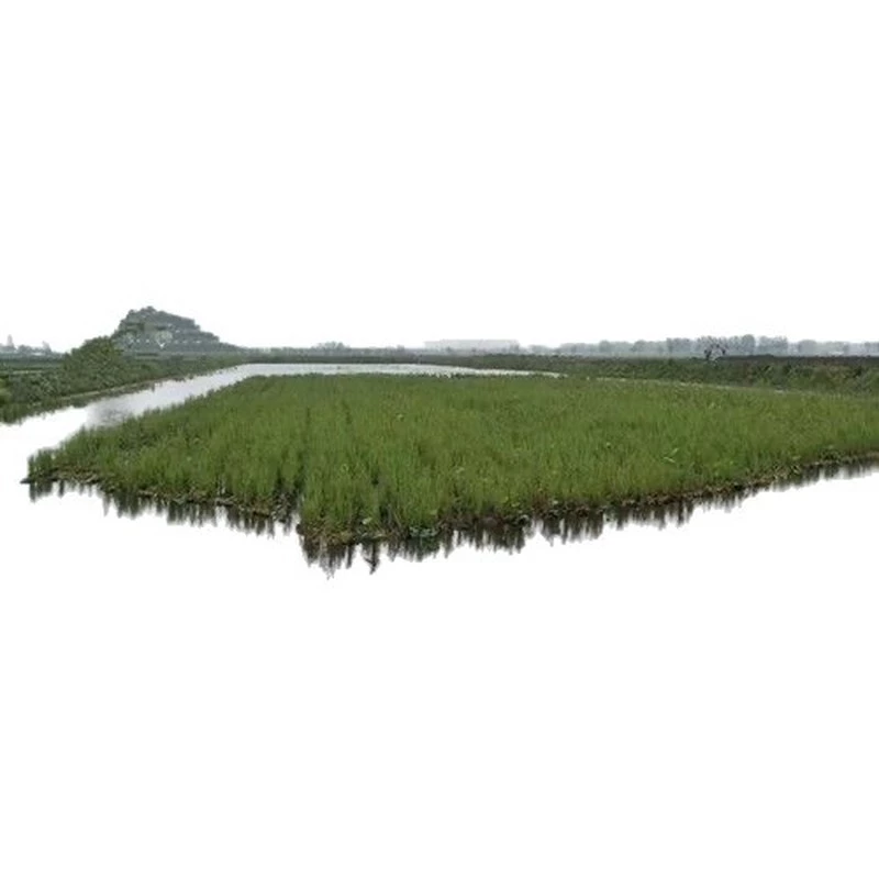 พร้อมสต็อกการจัดส่งที่รวดเร็ว เสี่ยวหมี่ เมล็ดหญ้าเพาะเลี้ยงสัตว์น้ําเมล็ดหญ้าปลาป่าทนความร้อนเพาะเลี้ยงสัตว์น้ําปลากุ้งปูเพาะเล ภาพที่ 2