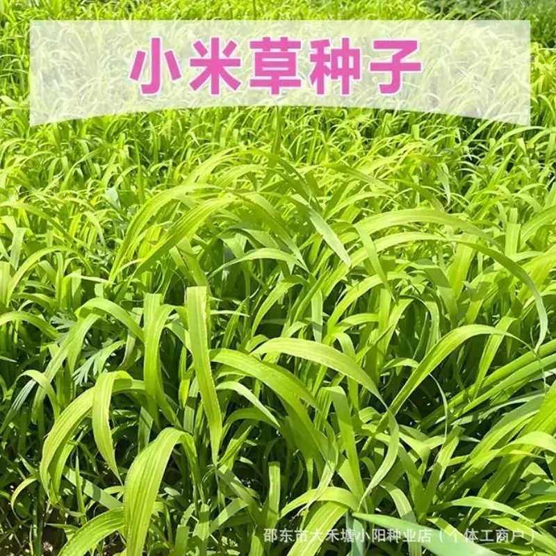พร้อมสต็อกการจัดส่งที่รวดเร็ว เสี่ยวหมี่ เมล็ดหญ้าเพาะเลี้ยงสัตว์น้ําเมล็ดหญ้าปลาป่าทนความร้อนเพาะเลี้ยงสัตว์น้ําปลากุ้งปูเพาะเล ภาพที่ 3