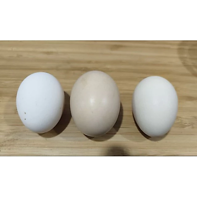ไข่เชื้อ ไก่เบตง ไก่เนื้อเบตง ไข่สำหรับฟักในตู้ฟัก ราคาต่อ 3ใบ ภาพที่ 3