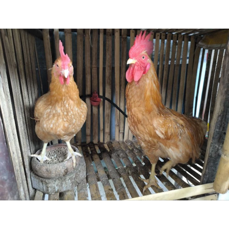 ไข่เชื้อ ไก่เบตง ไก่เนื้อเบตง ไข่สำหรับฟักในตู้ฟัก ราคาต่อ 3ใบ ภาพที่ 4