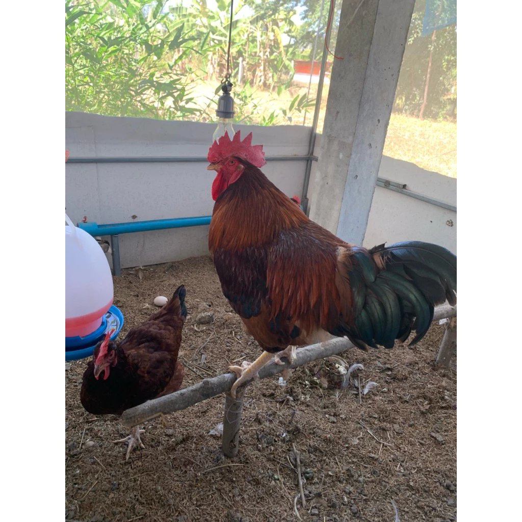 ไข่เชื้อไก่ไข่โรสแดง(RoseRed) 10ใบ แถม 2 ใบ ภาพที่ 2