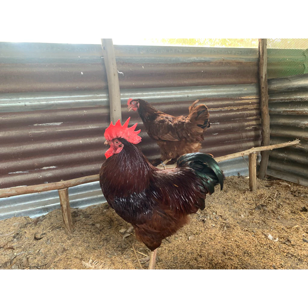 ไข่เชื้อไก่ไข่โรสแดง(RoseRed) 10ใบ แถม 2 ใบ ภาพที่ 3