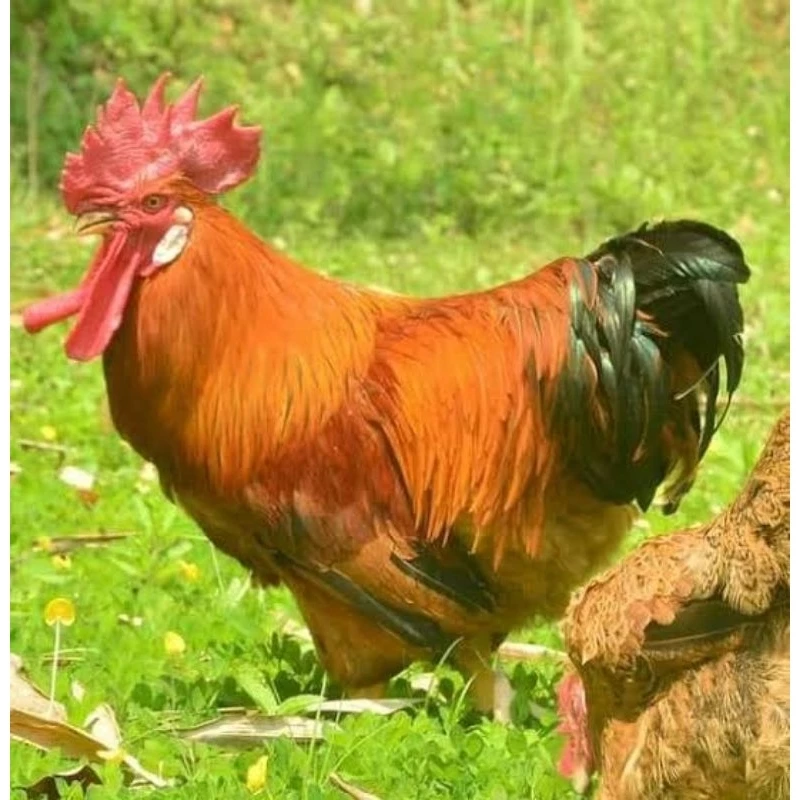 ไข่เชื้อไก่เหวิงซาง (ไก่ไหหลำ) เนื้อไก่ที่อร่อยที่สุดในโลกจากประเทศจีน ไก่ไข่และไก่เนื้อ ภาพที่ 3