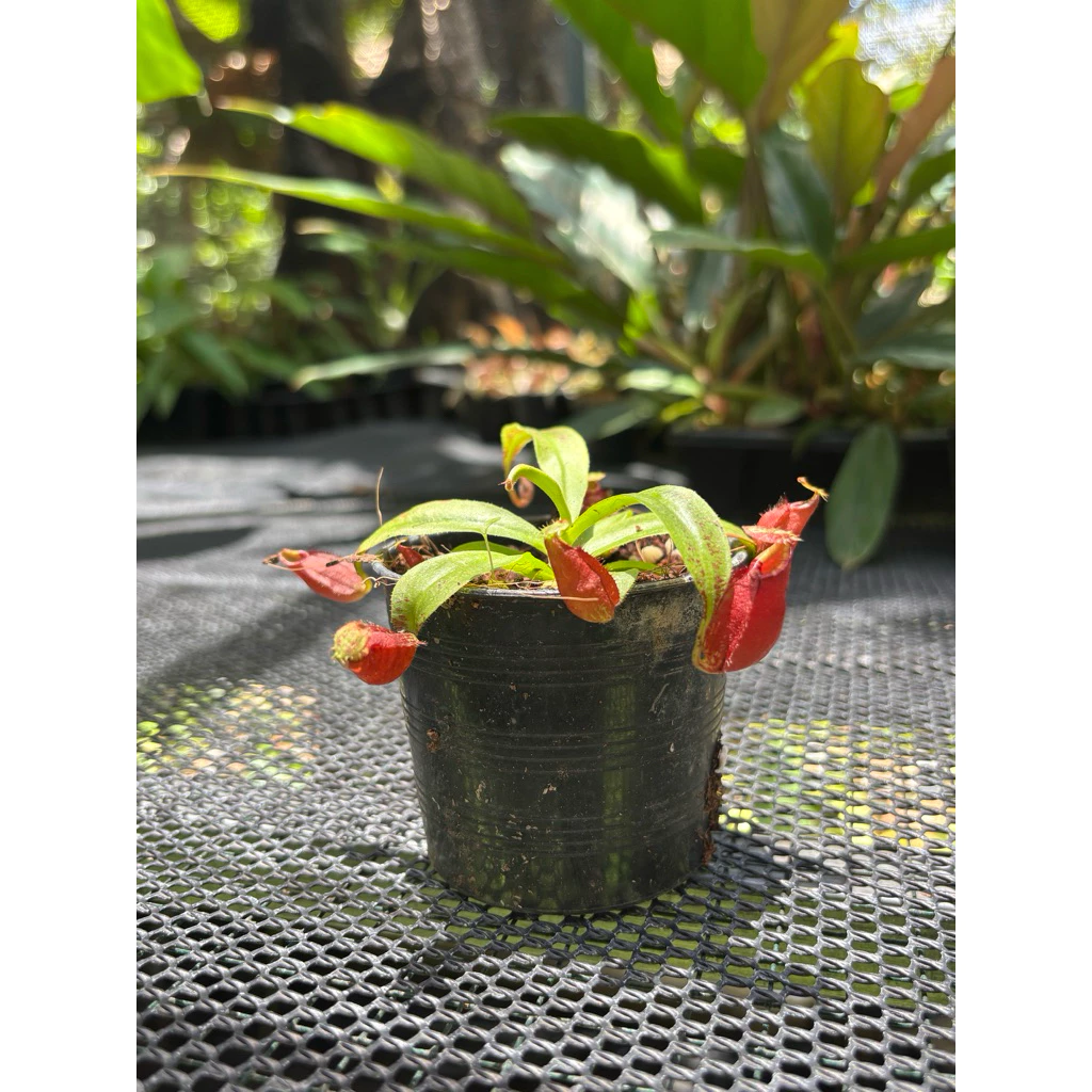 ไม้กินแมลง หม้อข้าวหม้อแกงลิง (Nepenthes) ภาพที่ 2