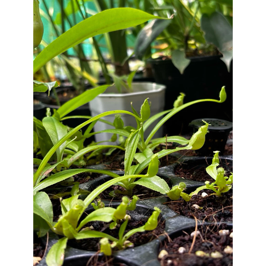 ไม้กินแมลง หม้อข้าวหม้อแกงลิง (Nepenthes) ภาพที่ 5