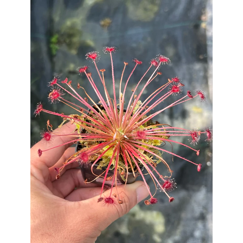 ไม้กินแมลง หยาดน้ำค้าง Drosera paradoxa (Sundew) ภาพที่ 2