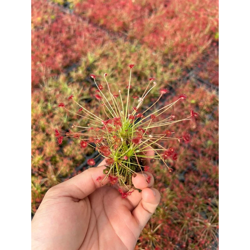 ไม้กินแมลง หยาดน้ำค้าง Drosera paradoxa (Sundew) ภาพที่ 3