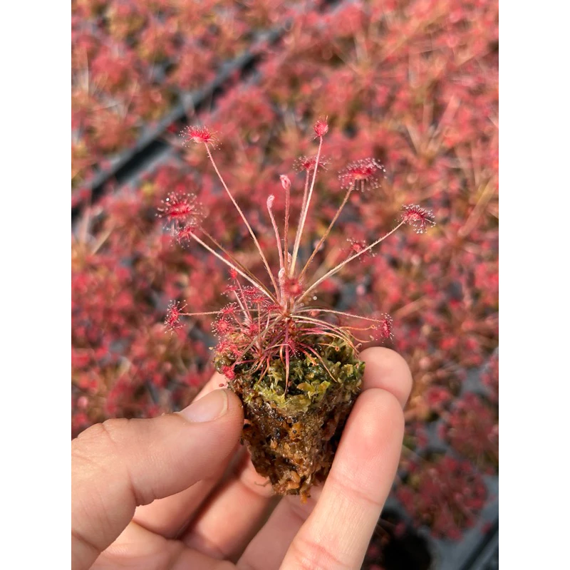 ไม้กินแมลง หยาดน้ำค้าง Drosera paradoxa (Sundew) ภาพที่ 5