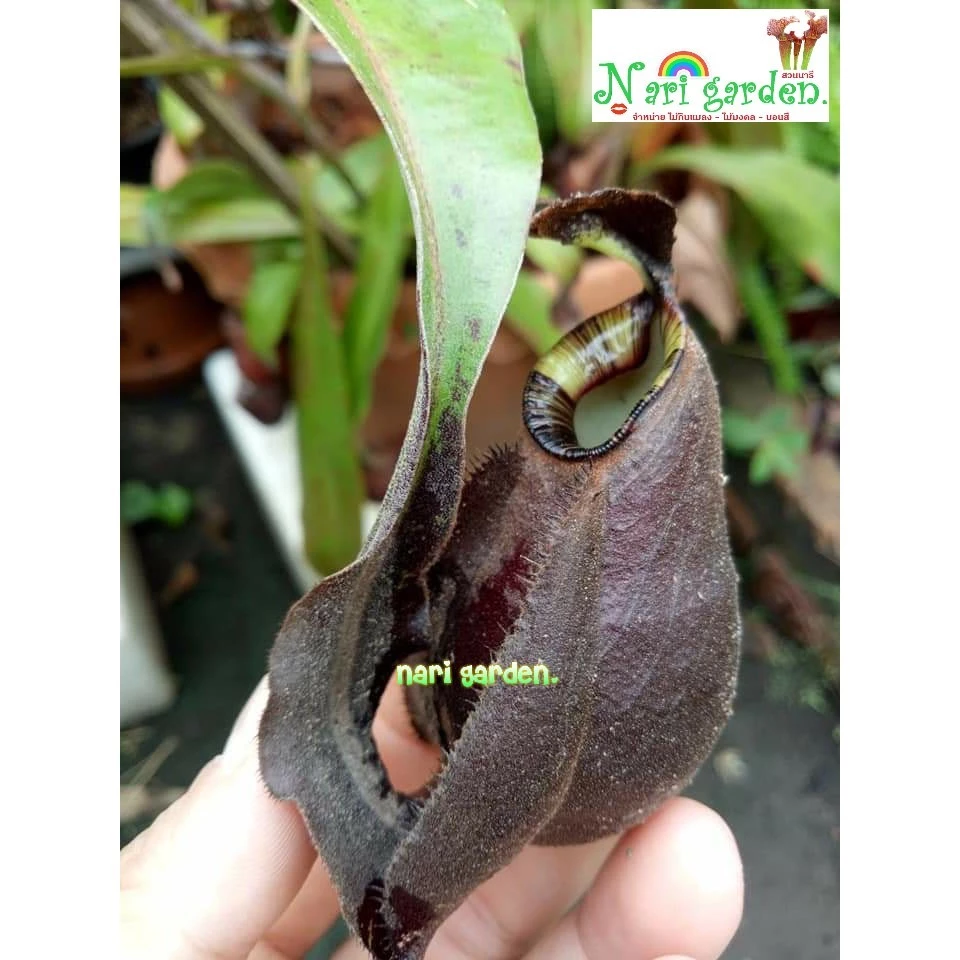 (ส่งทั้งกระถาง 3 - 4 นิ้ว) ต้นหม้อข้าวหม้อแกงลิง พันธุ์ N.Mirabilis wing x Mirabilis black miracle ไม้กินแมลง ไม้แต่งสวน ภาพที่ 2