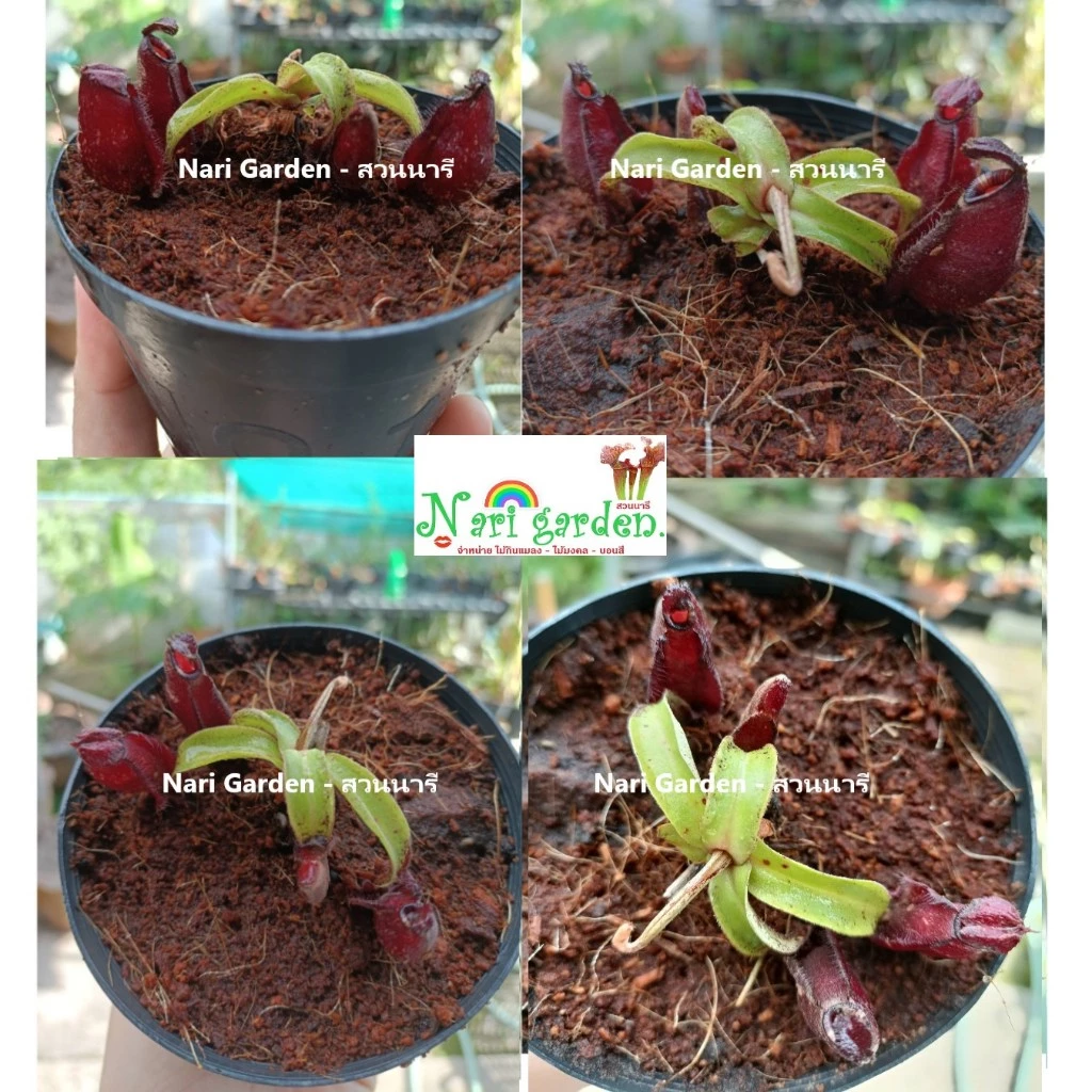 (ส่งทั้งกระถาง 3 - 4 นิ้ว) ต้นหม้อข้าวหม้อแกงลิง พันธุ์ N.Mirabilis wing x Mirabilis black miracle ไม้กินแมลง ไม้แต่งสวน ภาพที่ 3