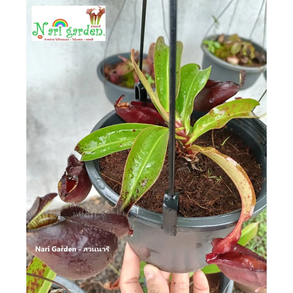 (ส่งทั้งกระถาง 3 - 4 นิ้ว) ต้นหม้อข้าวหม้อแกงลิง พันธุ์ N.Mirabilis wing x Mirabilis black miracle ไม้กินแมลง ไม้แต่งสวน ภาพที่ 4