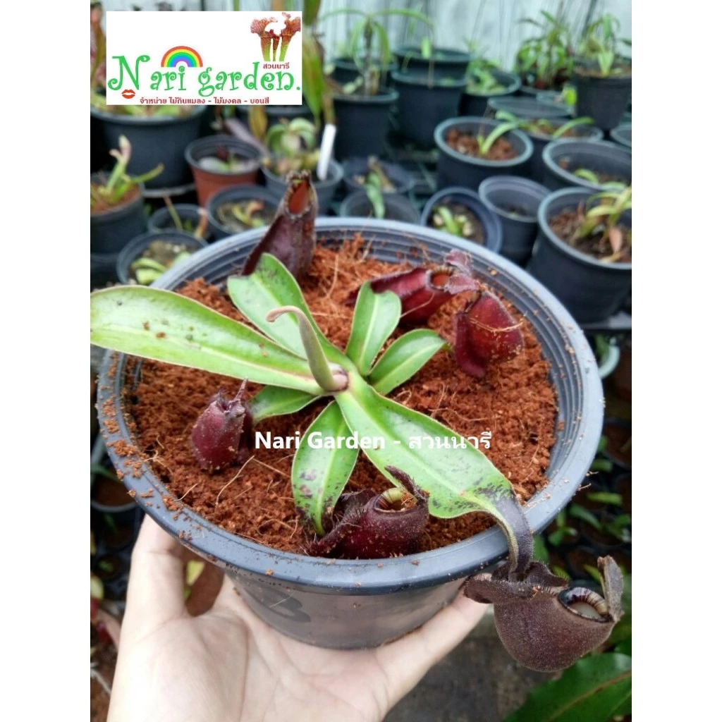 (ส่งทั้งกระถาง 3 - 4 นิ้ว) ต้นหม้อข้าวหม้อแกงลิง พันธุ์ N.Mirabilis wing x Mirabilis black miracle ไม้กินแมลง ไม้แต่งสวน ภาพที่ 5
