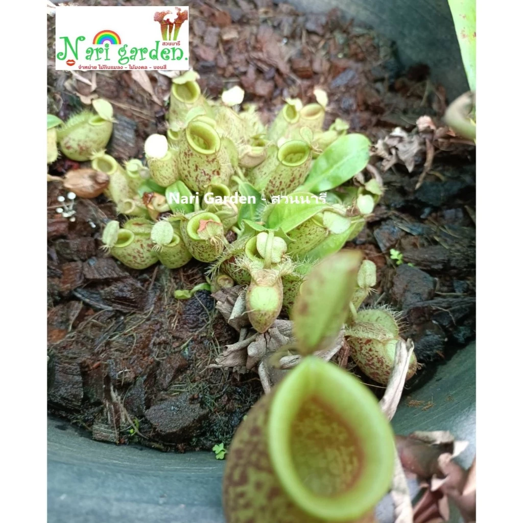 ต้นหม้อข้าวหม้อแกงลิง พันธุ์ N.ampullaria Spoted มีหม้อผุด (กระถาง 3 - 8 นิ้ว) ต้นถุงเงินถุงทอง ไม้กินแมลง ไม้ตกแต่งสวน ภาพที่ 5