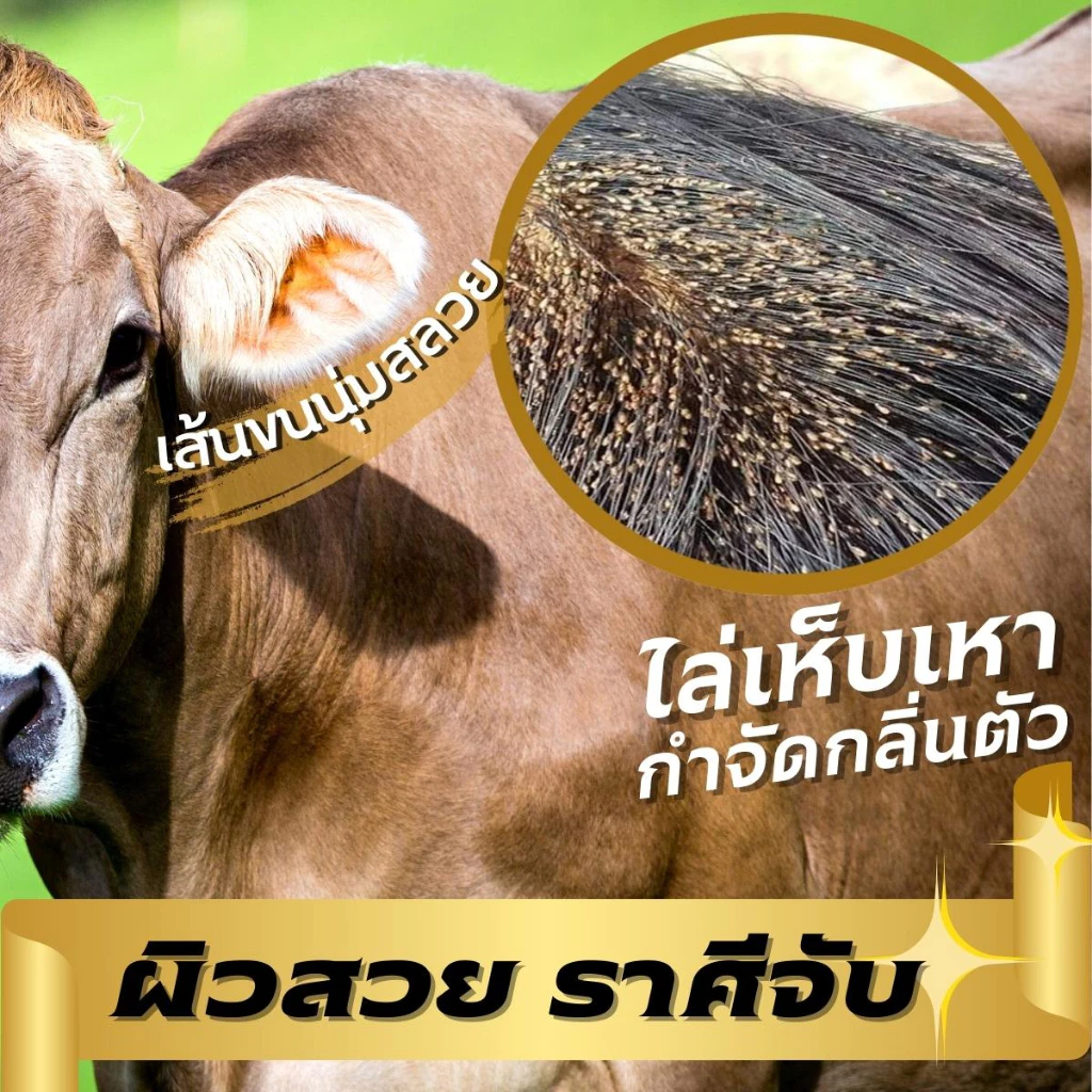 BIG BULL แชมพูวัว ควาย ม้า แพะ แกะ 1 แกลลอน ส่งฟรีทั่วไทย !! ภาพที่ 4