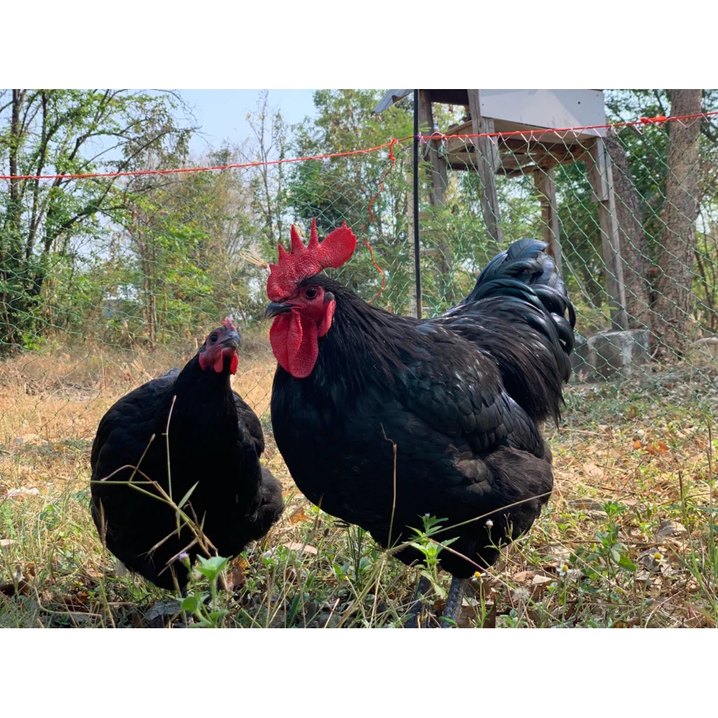 ไข่เชื้อไก่ไข่ออสตาลอป(Australorp) 5 แถม 1 ใบ ภาพที่ 2