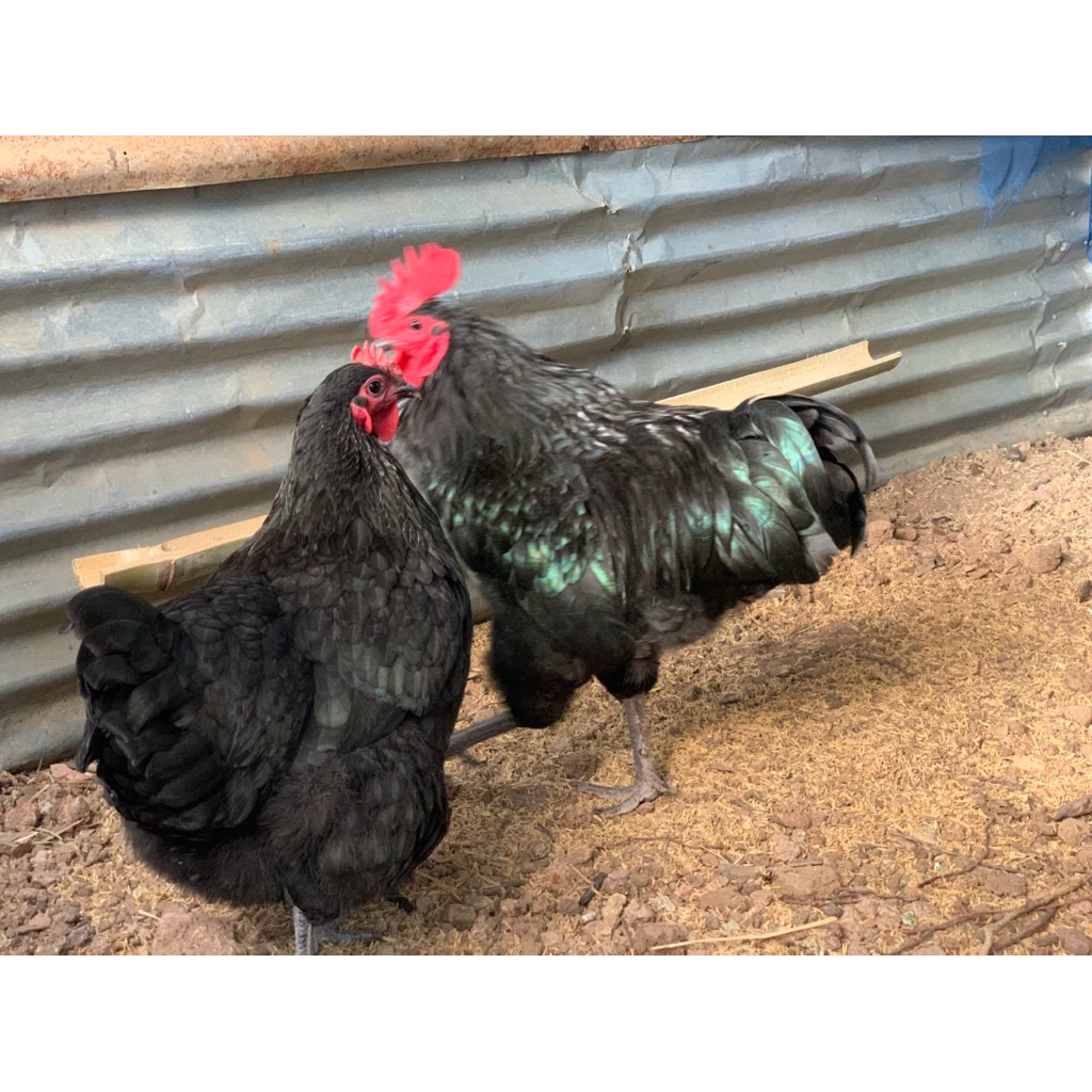ไข่เชื้อไก่ไข่ออสตาลอป(Australorp) 5 แถม 1 ใบ ภาพที่ 3