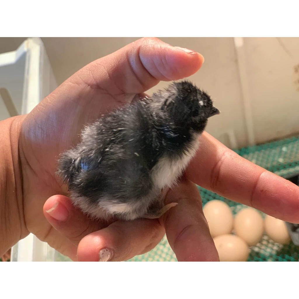 ไข่เชื้อไก่ไข่ออสตาลอป(Australorp) 5 แถม 1 ใบ ภาพที่ 4