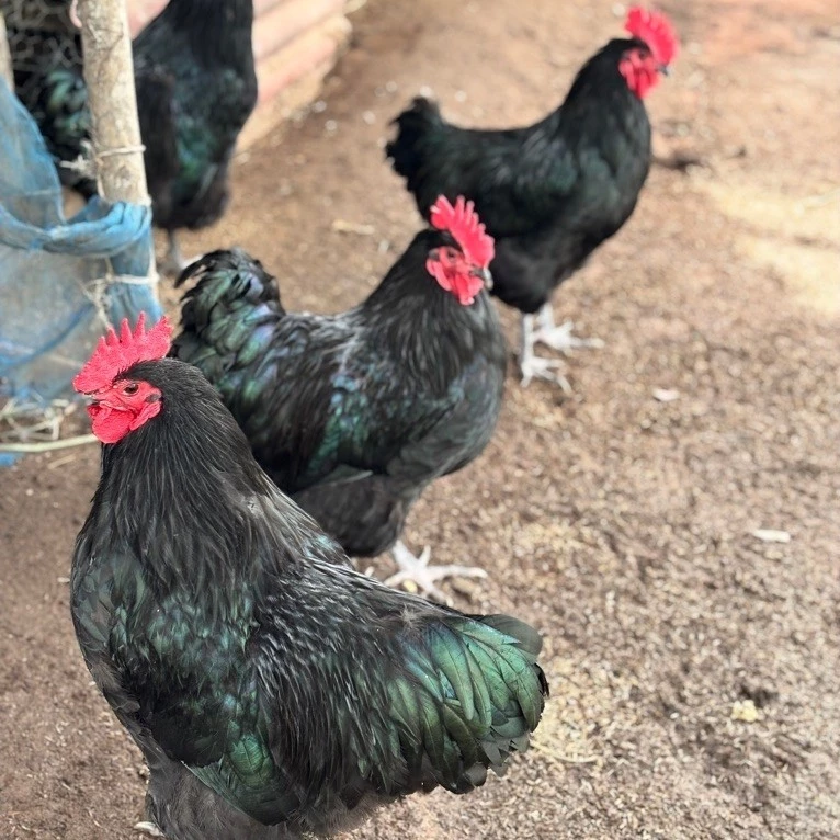 ไข่เชื้อไก่ไข่ออสตราลอปแท้ 100% (Australorp) สายออสเตรเลีย ภาพที่ 3