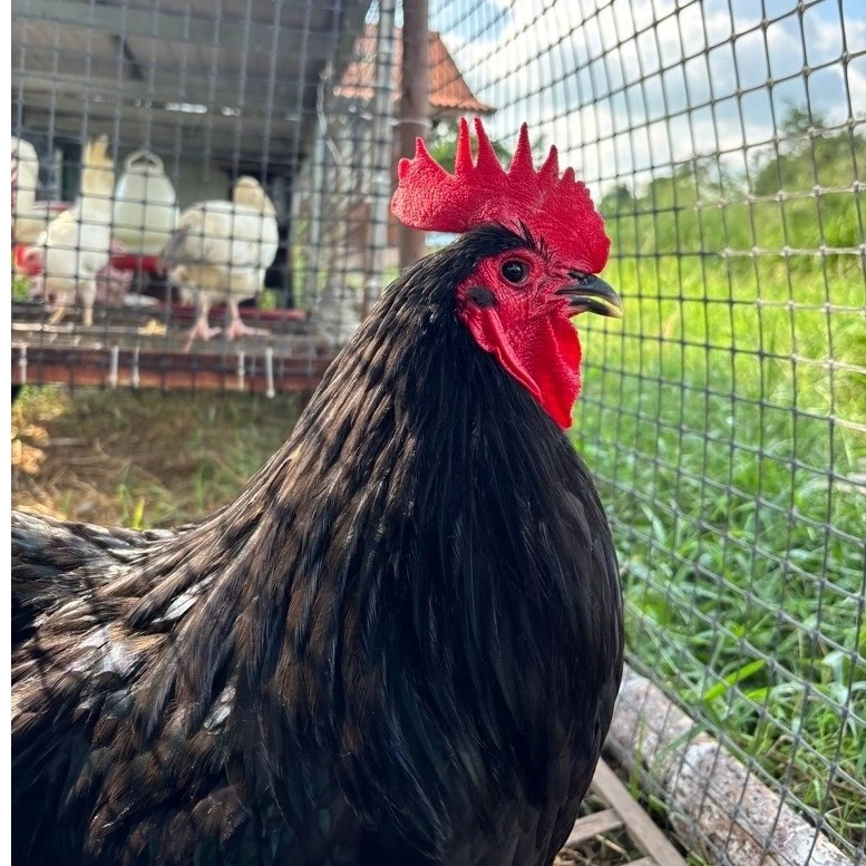 ไข่เชื้อไก่ไข่ออสตราลอปแท้ 100% (Australorp) สายออสเตรเลีย ภาพที่ 4