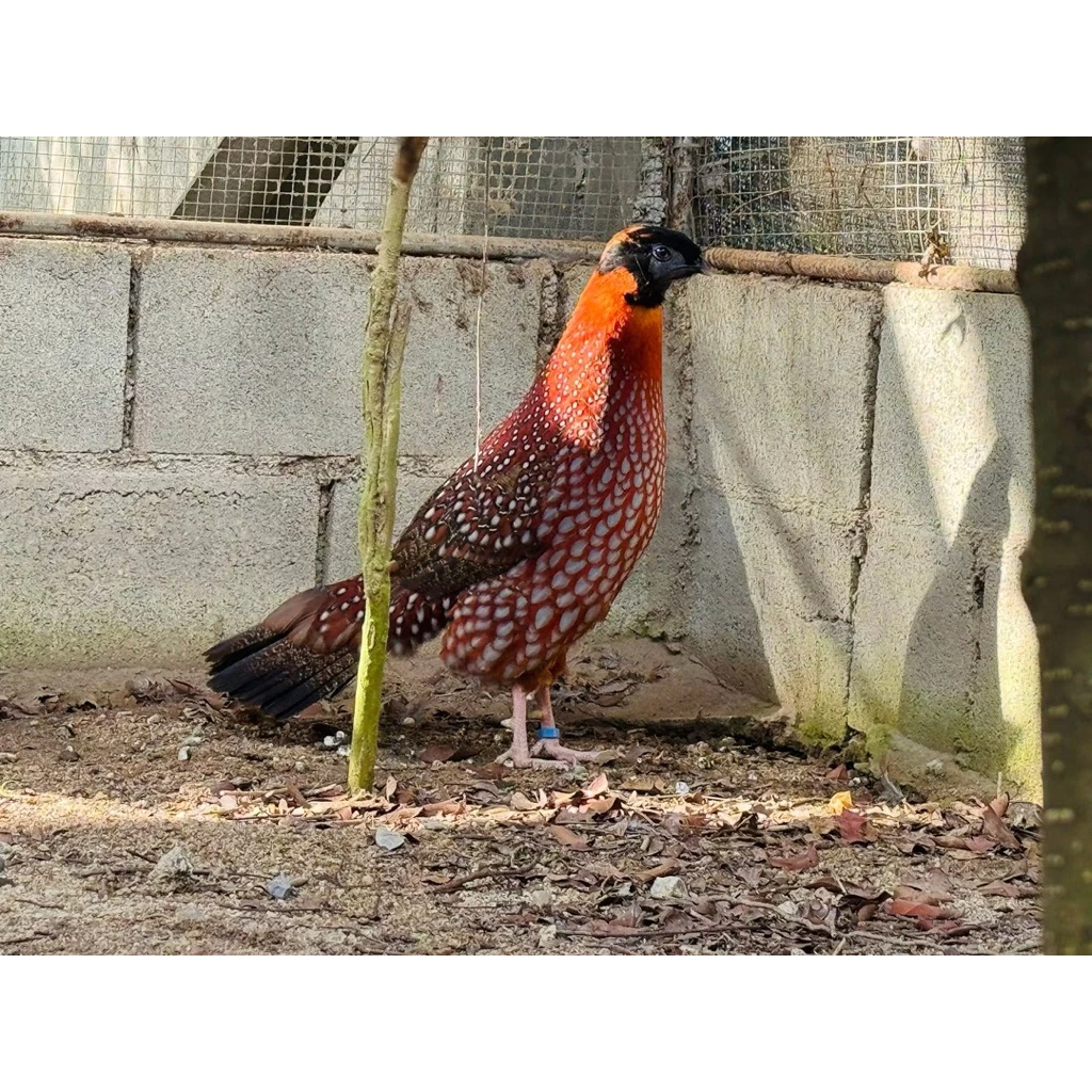 ไข่เชื้อไก่ป่าวูฟออเร้น ไก่ป่าสวิชเซอแลนด์ ไก่สวยงาม ไก่สีสัน ไข่ฟัก ภาพที่ 2