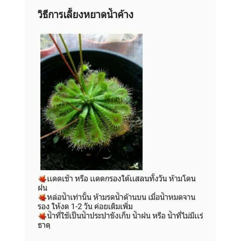 ต้นหยาดน้ำค้าง spatulata พืชกินเเมลง ต้นไม้กินเเมลง ภาพที่ 2