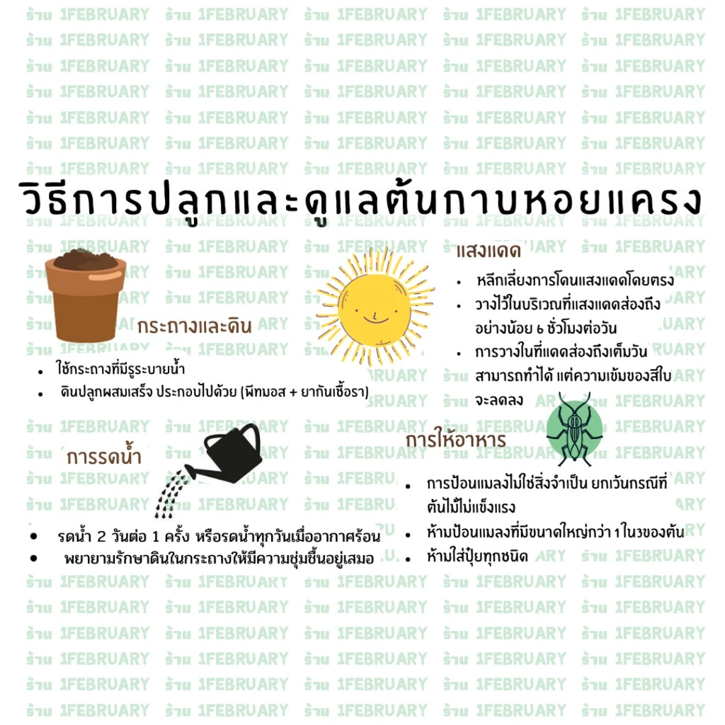 ต้นไม้กินแมลง กาบหอยแครงฟันฉลาม พร้อมส่ง ภาพที่ 3