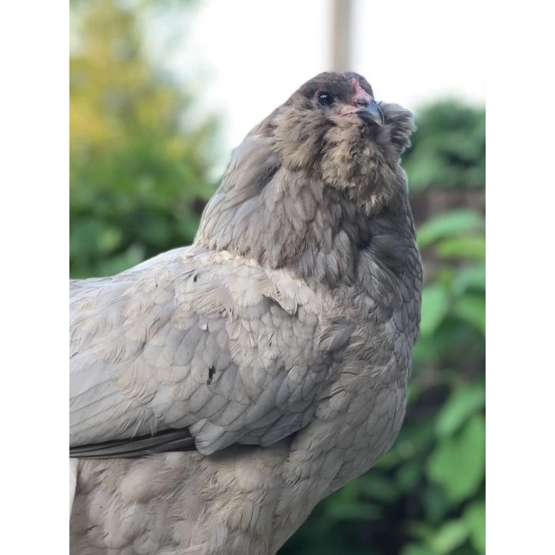 ไข่เชื้อไก่อาเมอ​รัว​คา​น่า​ ไก่มีเคราออกไข่สีฟ้าอมเขียว​จากประเทศ​เบลเยี่ยม​ ภาพที่ 2