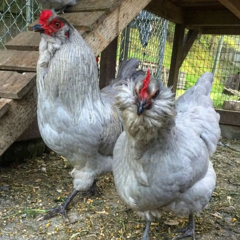 ไข่เชื้อไก่อาเมอ​รัว​คา​น่า​ ไก่มีเคราออกไข่สีฟ้าอมเขียว​จากประเทศ​เบลเยี่ยม​ ภาพที่ 3