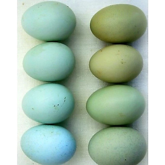 ไข่เชื้อไก่อาเมอ​รัว​คา​น่า​ ไก่มีเคราออกไข่สีฟ้าอมเขียว​จากประเทศ​เบลเยี่ยม​ ภาพที่ 5