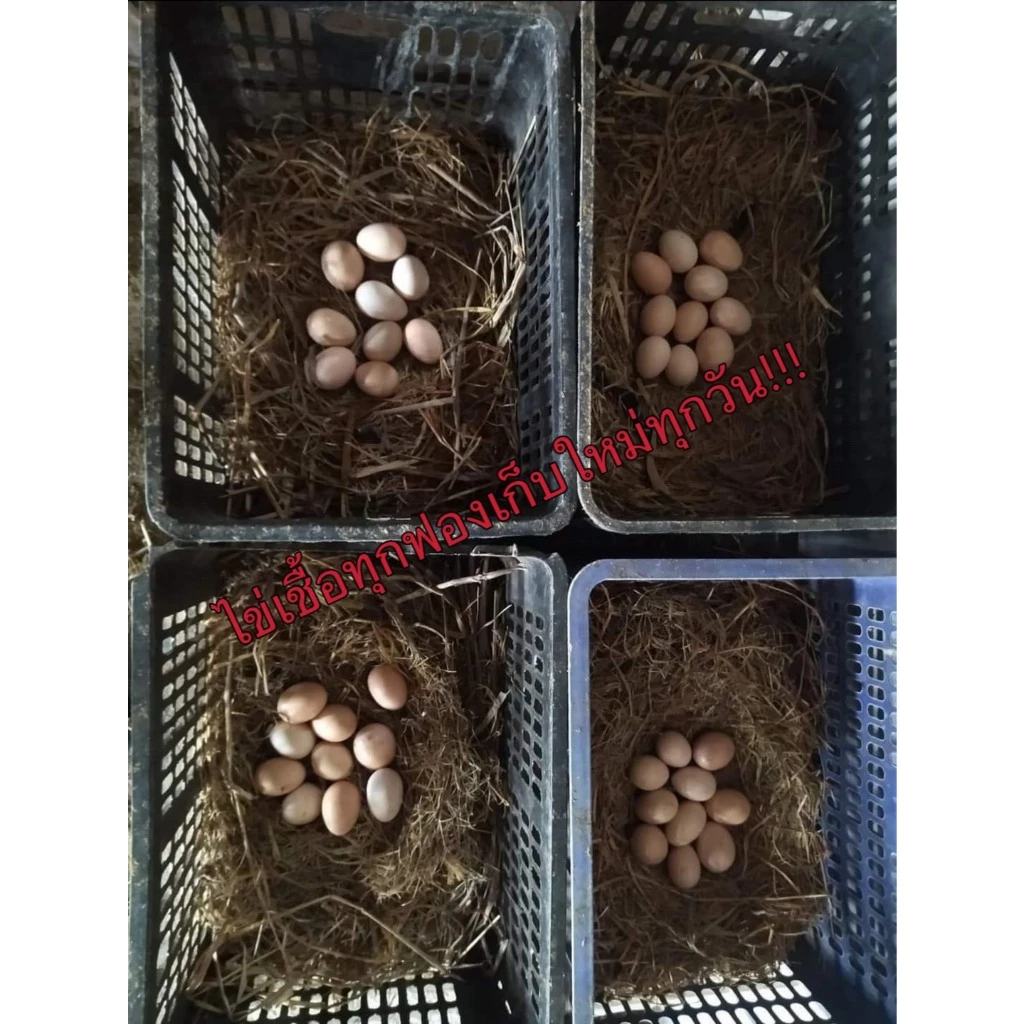 ไข่เชื้อไก่ชน สายเบอร์แข้งทุบหลัง รับประกันเชื้อ จัดส่งด่วนทั่วประเทศ! ภาพที่ 2
