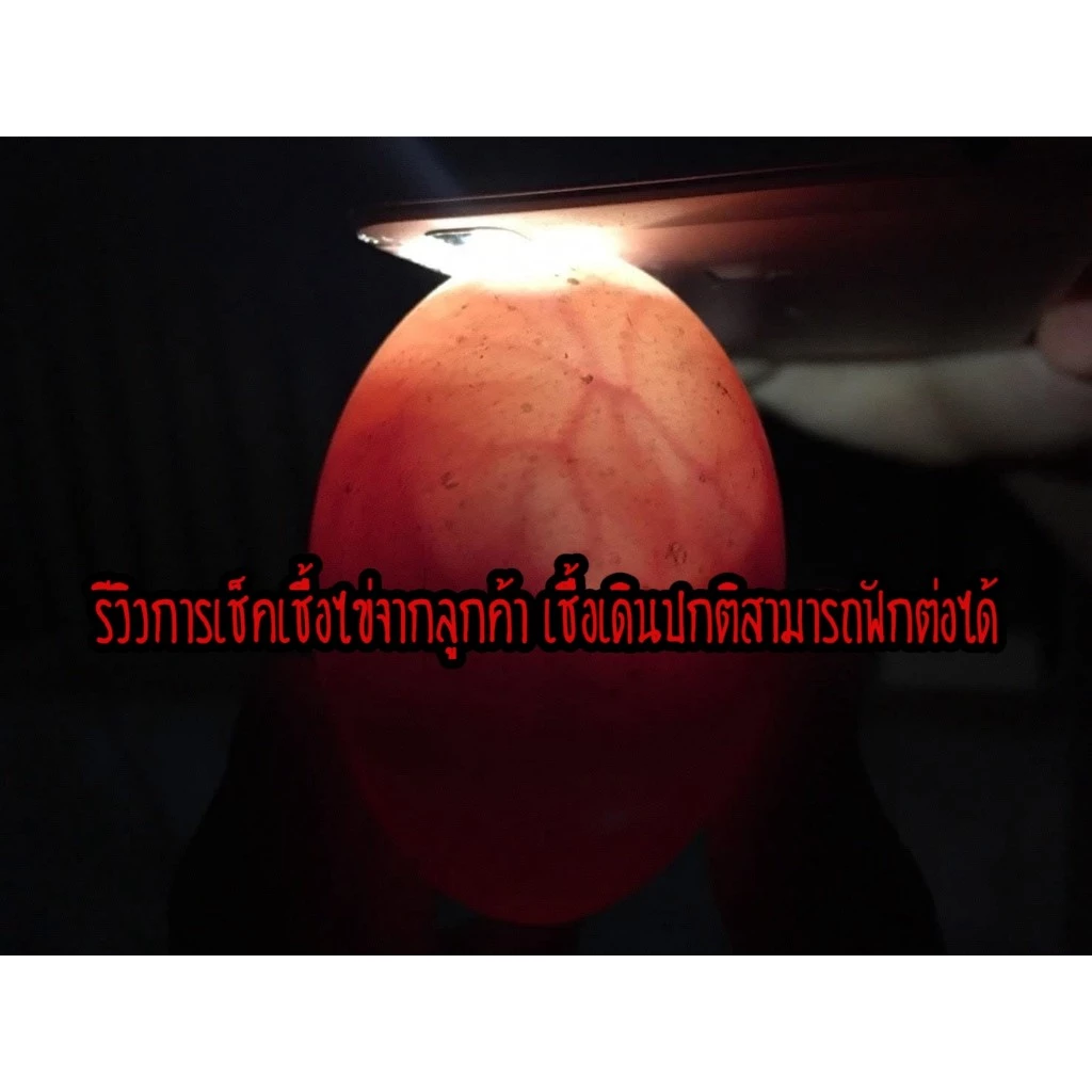 ไข่เชื้อไก่ชน สายเบอร์แข้งทุบหลัง รับประกันเชื้อ จัดส่งด่วนทั่วประเทศ! ภาพที่ 3
