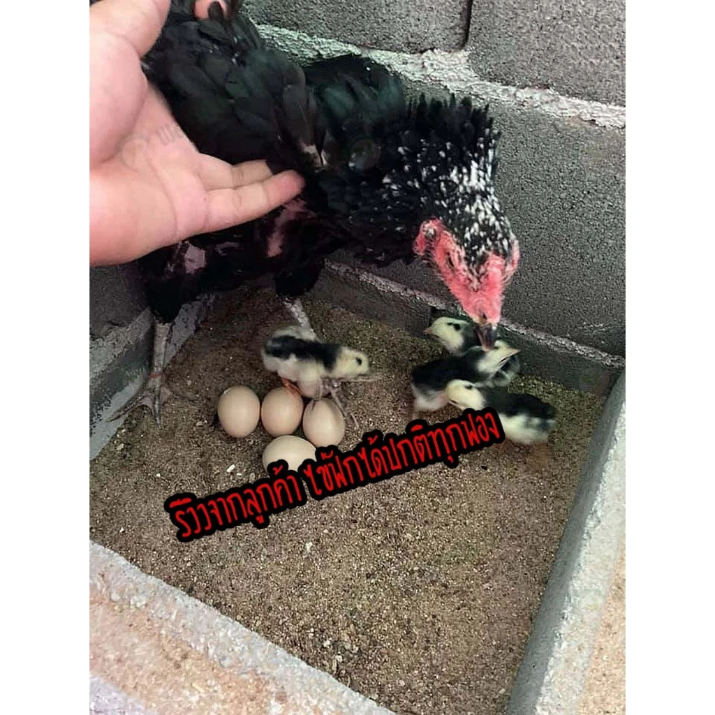 ไข่เชื้อไก่ชน สายเบอร์แข้งทุบหลัง รับประกันเชื้อ จัดส่งด่วนทั่วประเทศ! ภาพที่ 4