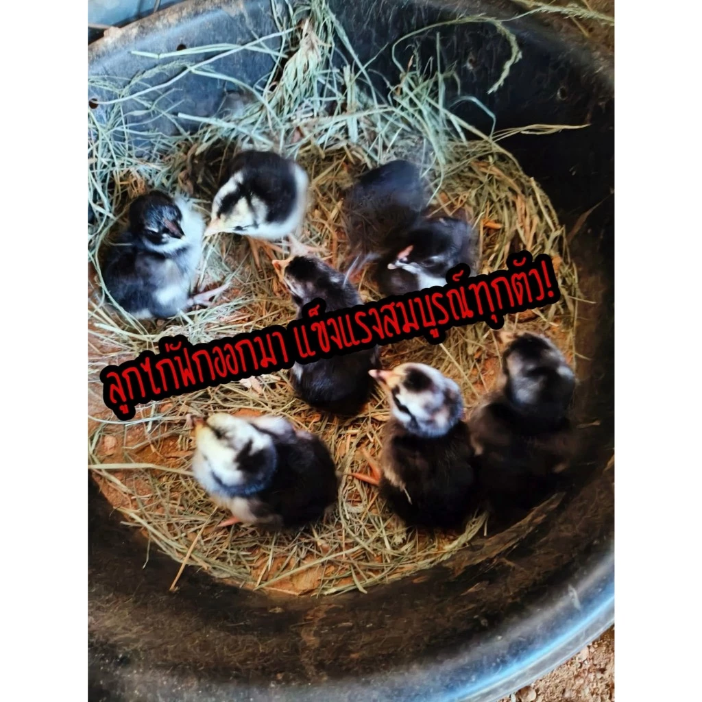 ไข่เชื้อไก่ชน สายเบอร์แข้งทุบหลัง รับประกันเชื้อ จัดส่งด่วนทั่วประเทศ! ภาพที่ 5