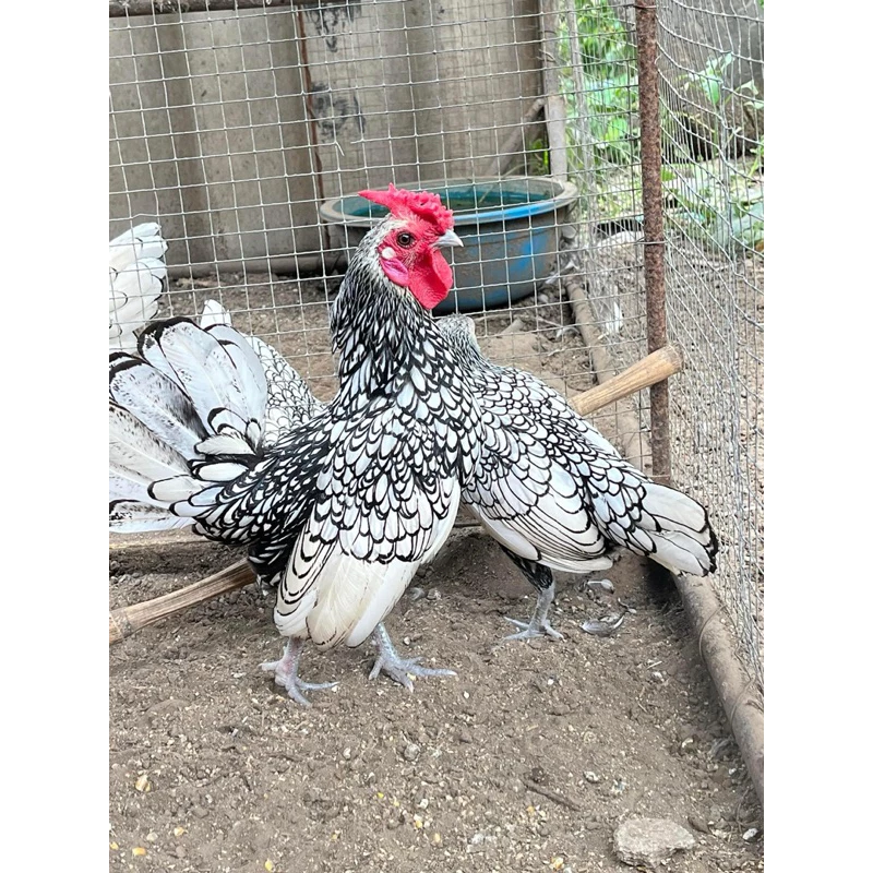 ไข่เชื้อไก่ซีไบรท์ สีเงินซิลเวอร์ สีคมชัดสวยงาม ไข่สดเก็บใหม่ประกันแตกร้าว ภาพที่ 2