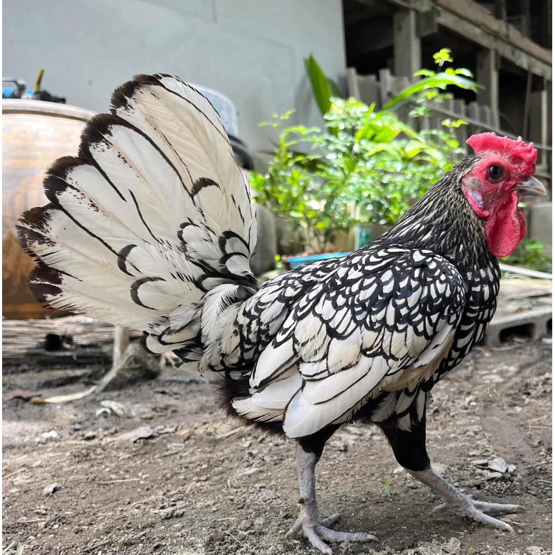 ไข่เชื้อไก่ซีไบรท์ สีเงินซิลเวอร์ สีคมชัดสวยงาม ไข่สดเก็บใหม่ประกันแตกร้าว ภาพที่ 3