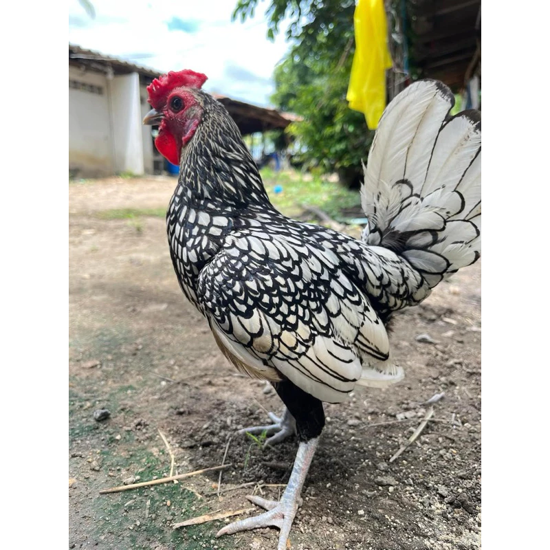 ไข่เชื้อไก่ซีไบรท์ สีเงินซิลเวอร์ สีคมชัดสวยงาม ไข่สดเก็บใหม่ประกันแตกร้าว ภาพที่ 4