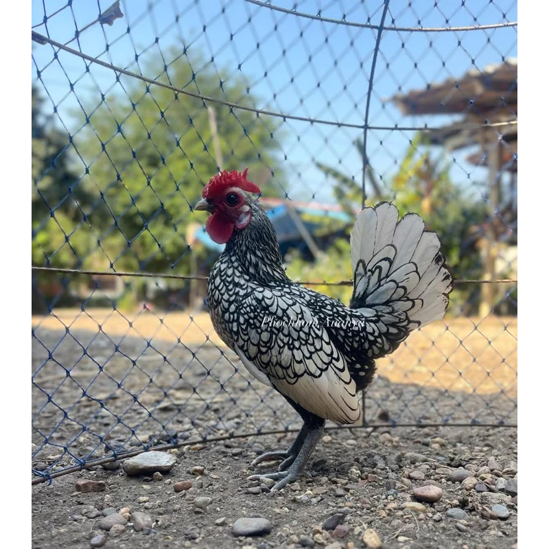 ไข่เชื้อไก่ซีไบรท์ สีเงินซิลเวอร์ สีคมชัดสวยงาม ไข่สดเก็บใหม่ประกันแตกร้าว ภาพที่ 5