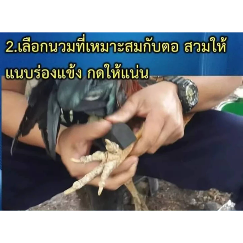 นวมยางสวมเดือยไก่ชนแบบยาง ขนาด 2 ซ.ม. และ 3 ซ.ม. สำหรับไก่ชน มีสิทธิบัตร ภาพที่ 2