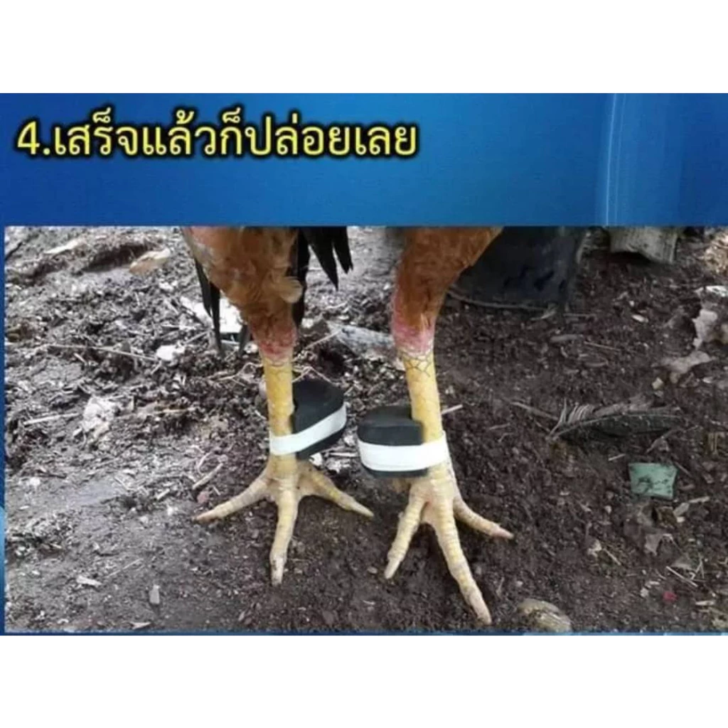 นวมยางสวมเดือยไก่ชนแบบยาง ขนาด 2 ซ.ม. และ 3 ซ.ม. สำหรับไก่ชน มีสิทธิบัตร ภาพที่ 4